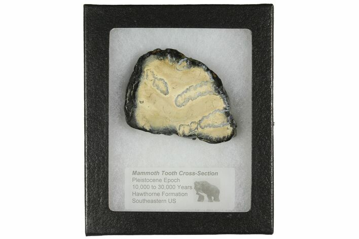 Mammoth Molar Slice with Case - South Carolina #165131